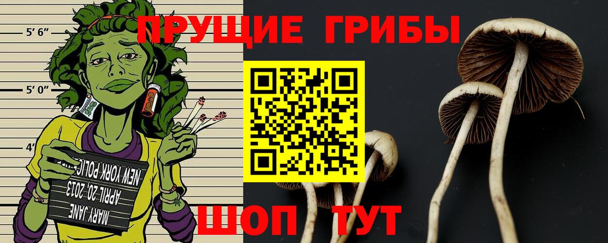 Галлюциногенные грибы Psilocybine cubensis Мытищи